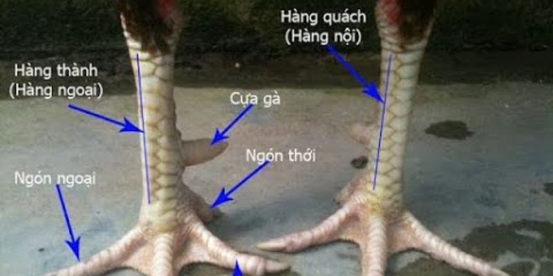 Gà 2 vảy huyền trâm có tài nghệ nổi danh